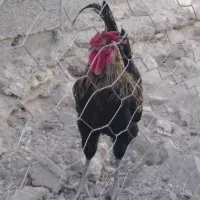 مرغ خروس محلی