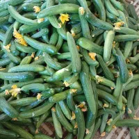فروش خیار برای خیارشور و خیارشوید