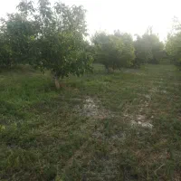 باغچه گردو پا کوتاه اصلاح شده کاغذی۳۴۰۰متر