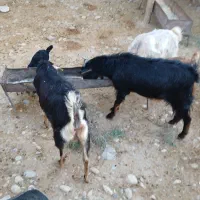 فروش بز|حیوانات مزرعه|مهران (ایلام), |دیوار