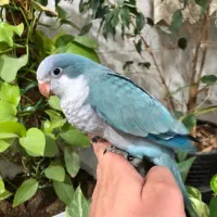 راهب های دونخور با تست