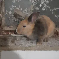 خرگوش نر