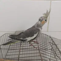 طوطی عروس|پرنده|قزوین, |دیوار