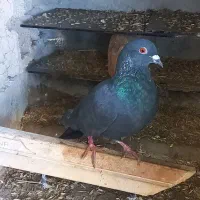 یک کبوتر زاغ ۱۵۰معاوضه هم دارم با هرچی|پرنده|گنبد کاووس, |دیوار