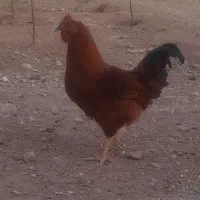 خروس اصل خونگی|حیوانات مزرعه|بشاریات, |دیوار