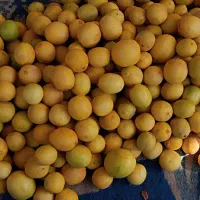 لیمو طبیعی برای اب گیری