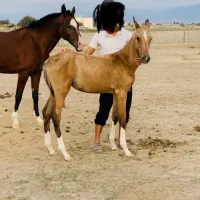 کره مادیان اخال تکه به رنگ زیبای سمند