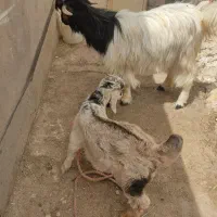 بز با بیگ نر