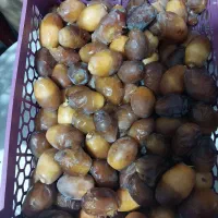 رطب جهرم|خوردنی و آشامیدنی|مرودشت, مختارآباد|دیوار