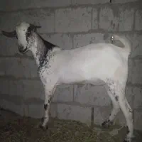 نری چاق پلمپ مخصوص داشت و گوشت ۱۶کیلویی