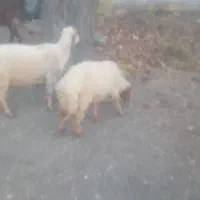 گوسفند فروشی سه تا میش با یک شیشک|حیوانات مزرعه|کهنوج, |دیوار