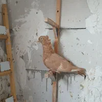 کفتر|پرنده|مشهد, کارمندان دوم|دیوار