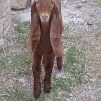 بزغاله نر و ماده عراقی