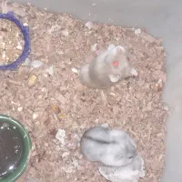 همستر کمپل|موش و خرگوش|تهران, پاسداران|دیوار