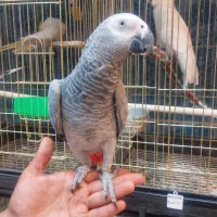 گرینچیک آرا راهب عروس هلندی طوطی|پرنده|گلبهار, شهر جدید گلبهار|دیوار