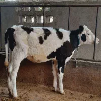 گاو..۲ راس گوساله سیمینتال ماده