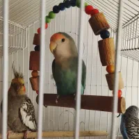 پرنده‌کوتوله