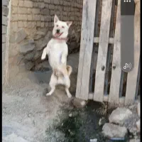 سگ پاکوتاه|سگ|اراک, |دیوار