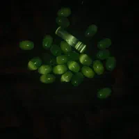 24عدد مهره چشم گربه ای با مهره اصلی تسبیح