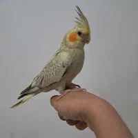 عروس هلندی 3ماه آشتی