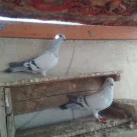 سینه ای دمبی کله ای خوشرنگ دونه۱۵۰