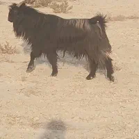 فروش ۱۰پازن|حیوانات مزرعه|آبدان, |دیوار