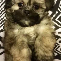 توله شیتزوکراس|سگ|شیراز, باغ تخت|دیوار