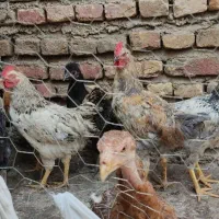 مرغ و خروس جوانه محلی|حیوانات مزرعه|گالیکش, |دیوار