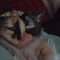 گربه پرشین