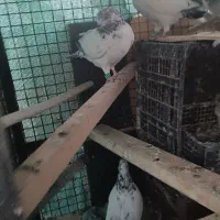 کبوتر تهرانی و کاشونی