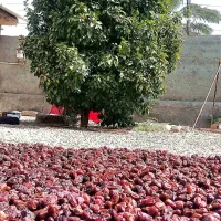 خرمای کبکاب|خوردنی و آشامیدنی|آبپخش, |دیوار