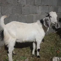 فروش فوری کهره نر