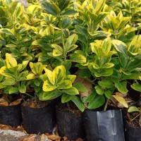 شمشاد طلایی|خدمات باغبانی و درختکاری|بندر انزلی, چهارفریضه|دیوار