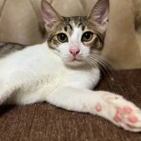 واگذاری بچه گربه|گربه|بندر انزلی, تهران|دیوار