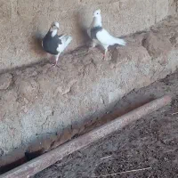 کفتر