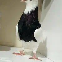 یک جفت طوقی درشت جوان وآماده