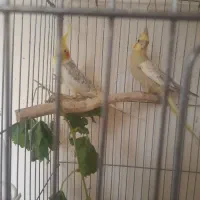 عروس هلندی مولد با جوجه