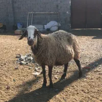 میش همو سینه کرده
