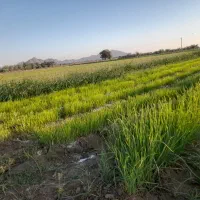 ۲کیلو نشا  پیاز زرد فروشی|گل و گیاه طبیعی|عنبرآباد, |دیوار