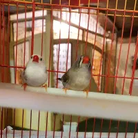 فنج فنچ|پرنده|خمینی‌شهر, |دیوار