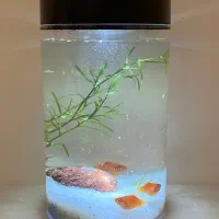 گوپی خراک و مولد و پیش مولد|ماهی|یزد, |دیوار