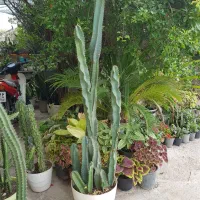 کاکتوسهای بزرگ