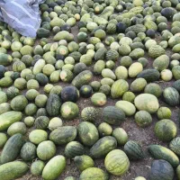هندوانه