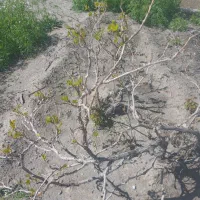 نهال بزرگ انگور