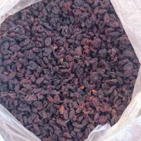 زغال اخته بدون هسته و اعلا|عمدهفروشی|مرند, |دیوار