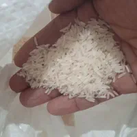 برنج فجر 90 روزه