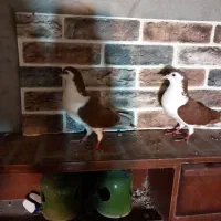 کبوتر چادری یا افشون|پرنده|بندر انزلی, سید آسیه|دیوار