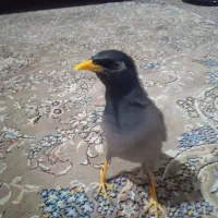 مینا زرنگ و باهوش|پرنده|سبزوار, هویزه|دیوار