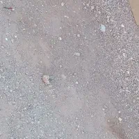 کبوتر دم سفید|پرنده|خوشاب, |دیوار