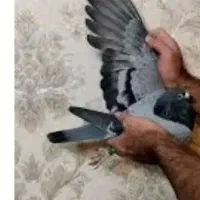 جوجه قارقه